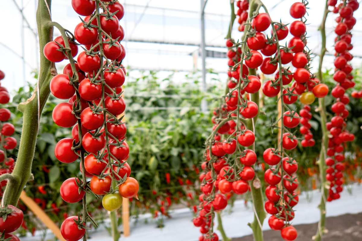 Tomatos in greenhouse